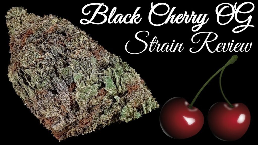 Black Cherry Funk: Sweet Cherry Flavour Meets Funky Hybrid Character